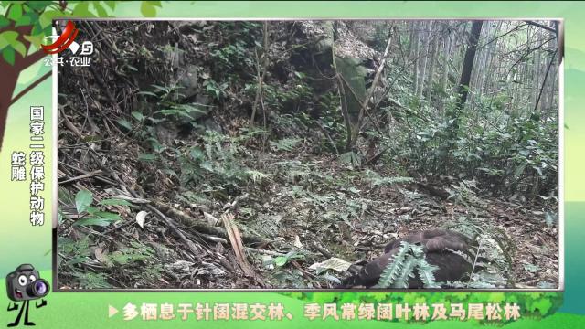 绿野秘踪20240909