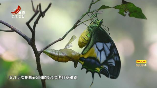 江西首次记录 金斑喙凤蝶野外羽化全过程