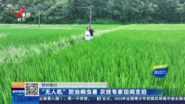 抚州临川：“无人机”防治病虫害 农技专家田间支招