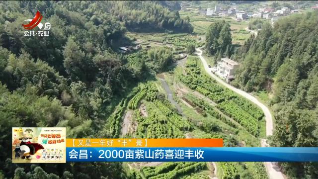 【又是一年好“丰”景】会昌：2000亩紫山药喜迎丰收