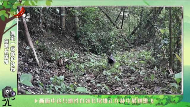 绿野秘踪20240927
