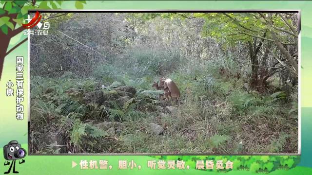 绿野秘踪20240915
