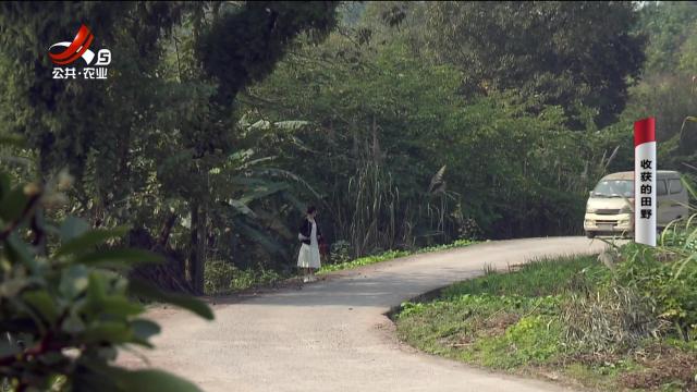 乡村栏目剧场20240920 收获的田野
