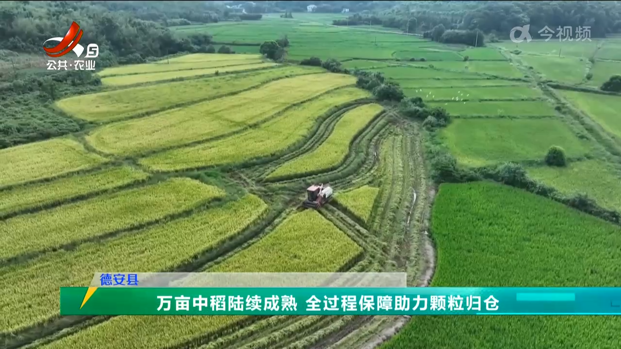 三农头条20240908