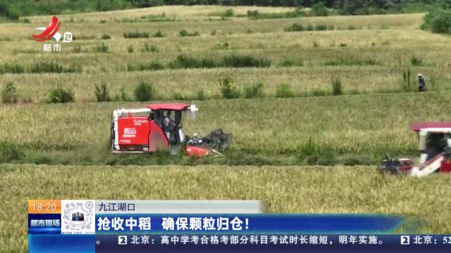 九江湖口：抢收中稻 确保颗粒归仓！