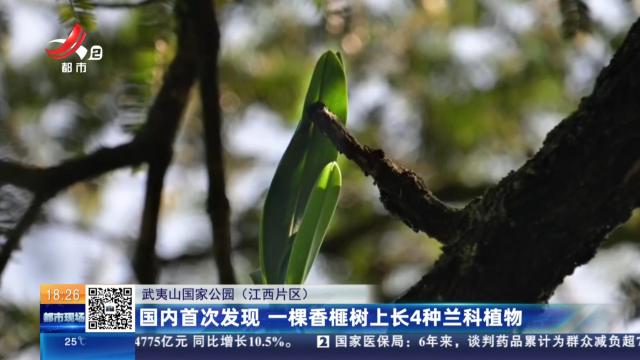 【武夷山国家公园（江西片区）】国内首次发现 一棵香榧树上长4种兰科植物