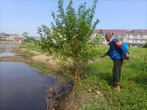 九江市湖口县：福寿螺虫卵惹民忧 及时清理护生态