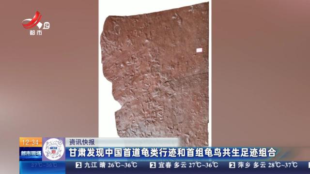 甘肃发现中国首道龟类行迹和首组龟鸟共生足迹组合