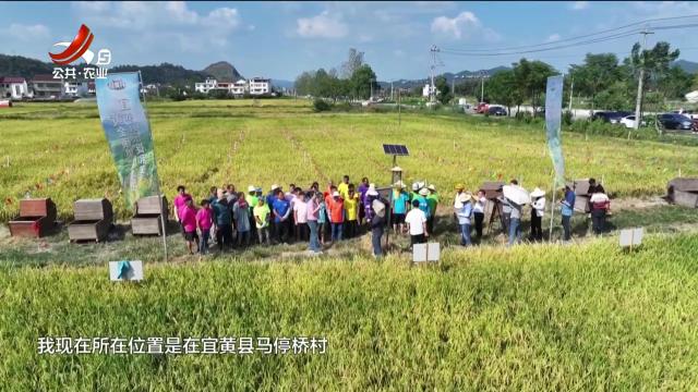 【又是一年好“丰”景】抚州宜黄：镰刀舞动庆丰收