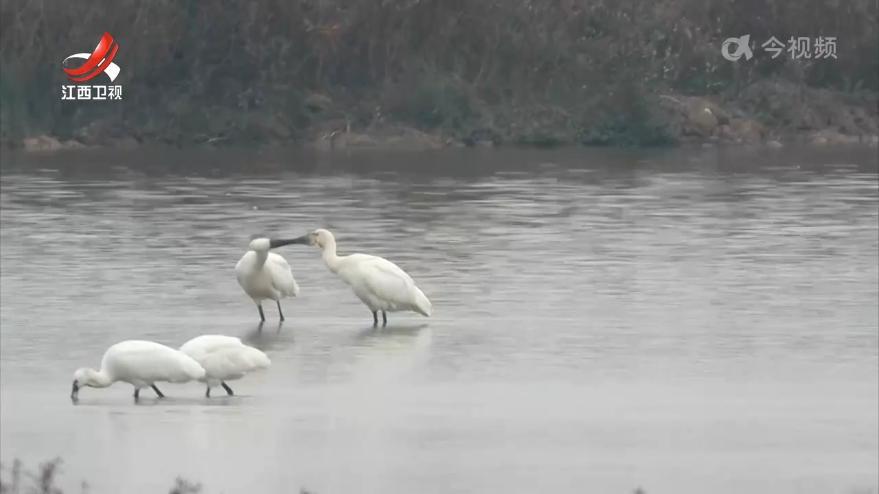 越冬候鸟陆续抵达鄱阳湖越冬