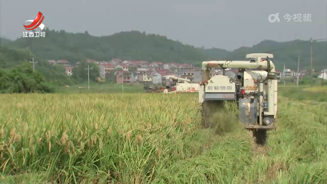 【赣鄱大地喜丰收】高标准农田绘就秋收好“丰”景