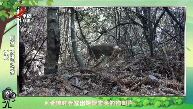 绿野秘踪20240917