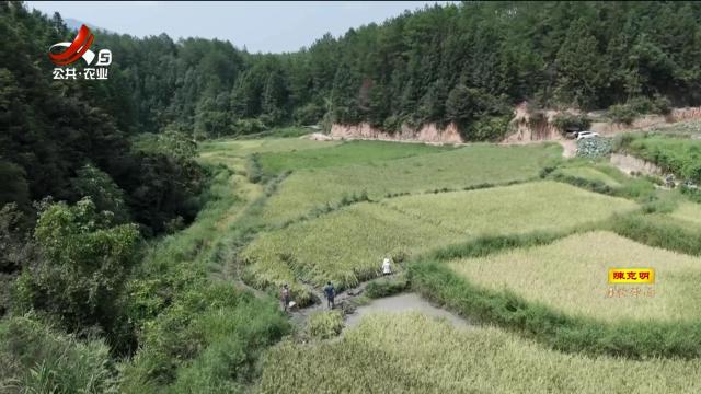 【又是一年好“丰”景】广昌：稻花香鱼儿肥 稻花鱼喜获丰收