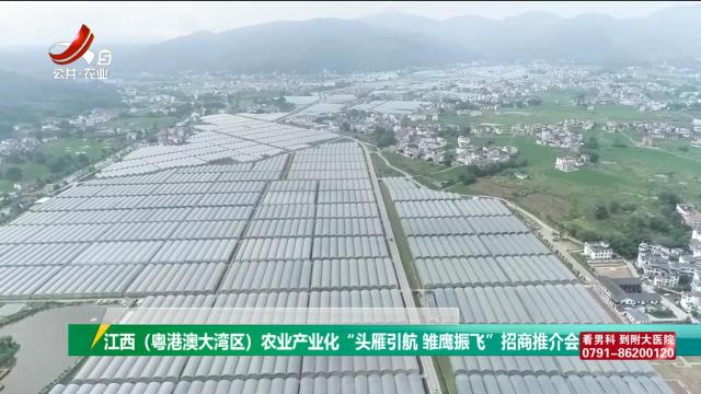三农头条20240903