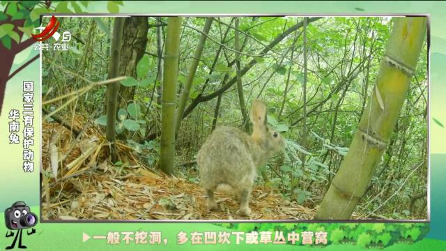 绿野秘踪20240911