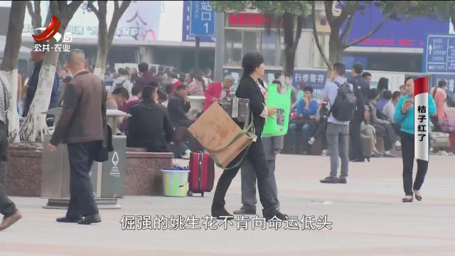 乡村栏目剧场20240901 桔子红了