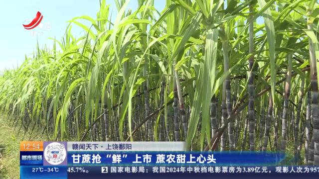 【赣闻天下】上饶鄱阳：甘蔗抢“鲜”上市 蔗农甜上心头