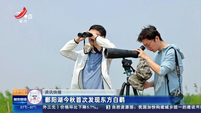 鄱阳湖今秋首次发现东方白鹳