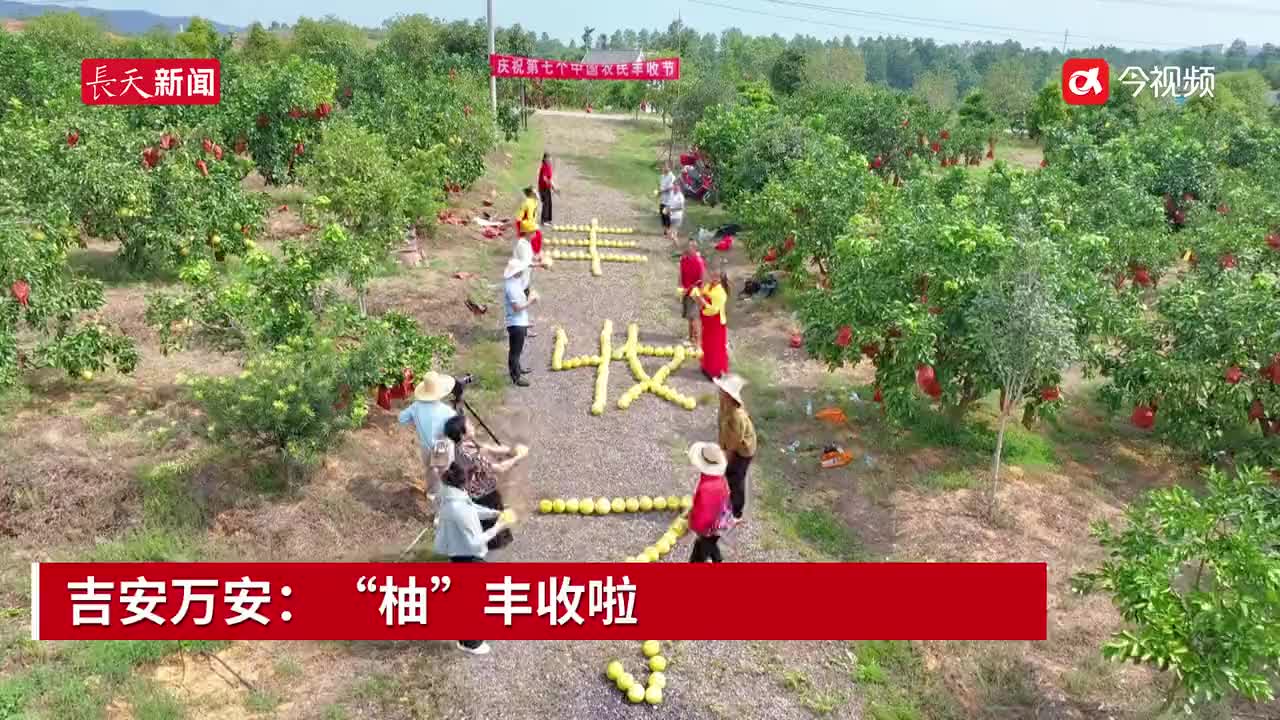吉安万安：“柚”丰收啦