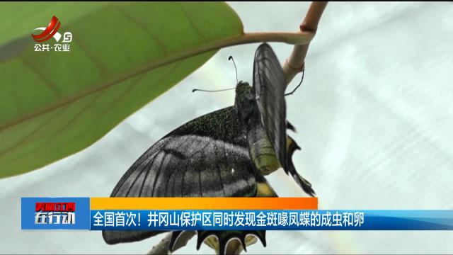 美丽江西在行动20240915 全国首次！ 井冈山保护区同时发现金斑喙凤蝶的成虫和卵