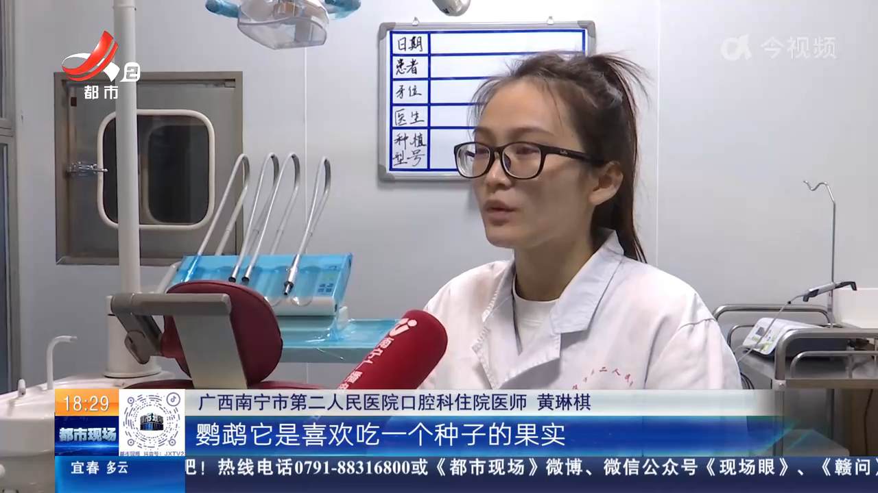 广西南宁：让鹦鹉给孩子拔牙？医生紧急提醒