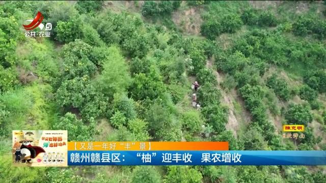 【又是一年好“丰”景】赣州赣县区：“柚”迎丰收 果农增收