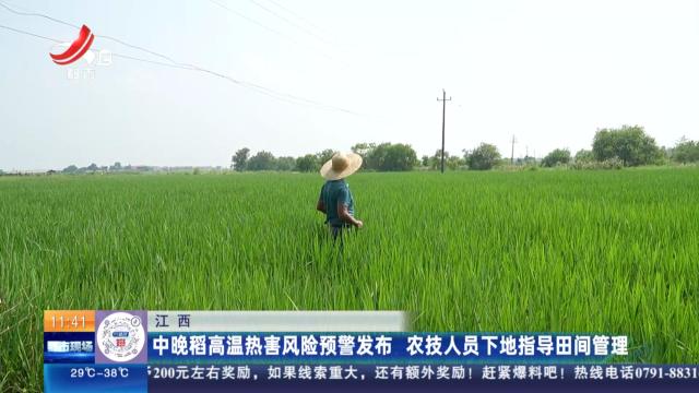 江西：中晚稻高温热害风险预警发布 农技人员下地指导田间管理