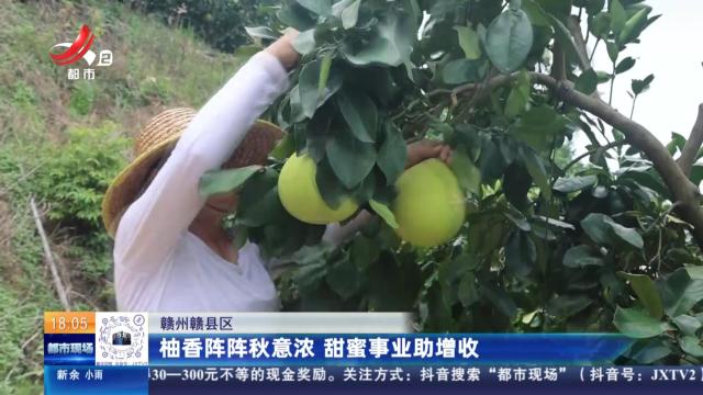 赣州赣县区：柚香阵阵秋意浓 甜蜜事业助增收
