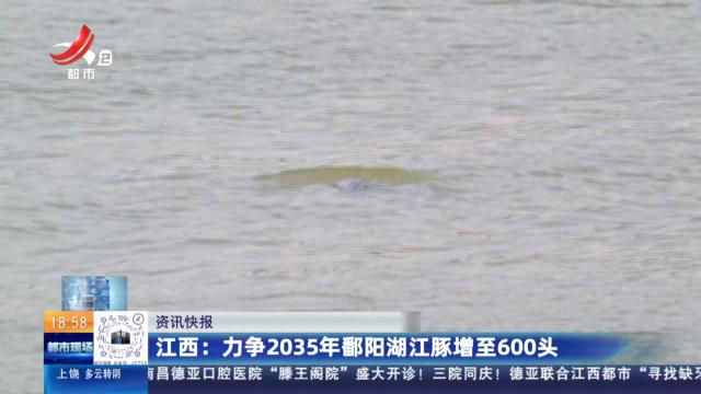 江西：力争2035年鄱阳湖江豚增至600头
