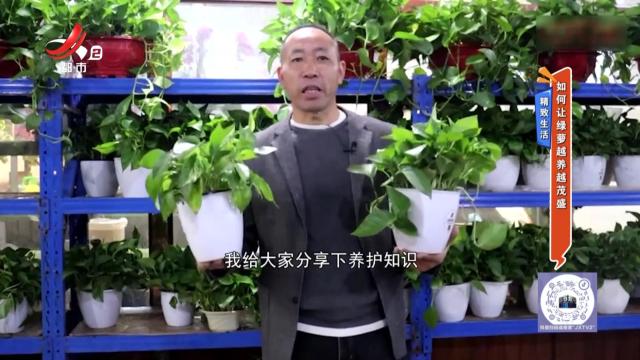 精致生活：如何让绿萝越养越茂盛