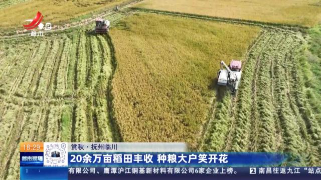 【赏秋】抚州临川：20余万亩稻田丰收 种粮大户笑开花