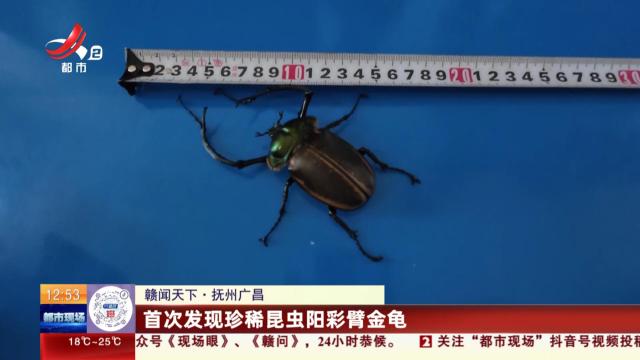 【赣闻天下】抚州广昌：首次发现珍稀昆虫阳彩臂金龟