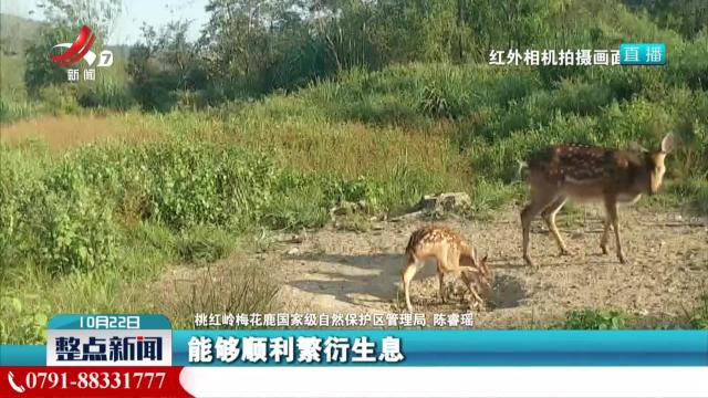 桃红岭自然保护区：红外相机拍到梅花鹿“互搏”画面