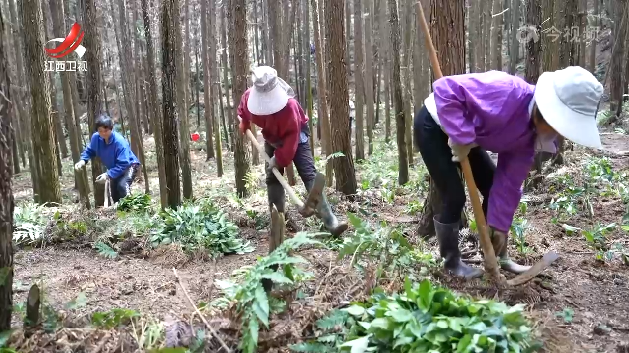 【深化集体林改 实现山美民富】发展林业适度规模经营 激发林业发展活力