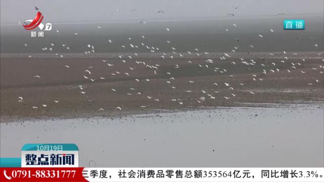 越冬候鸟“先头部队”飞抵鄱阳湖湖口水域