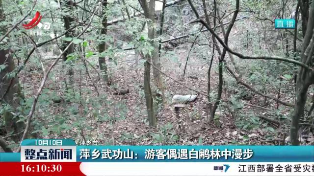 萍乡武功山：游客偶遇白鹇林中漫步