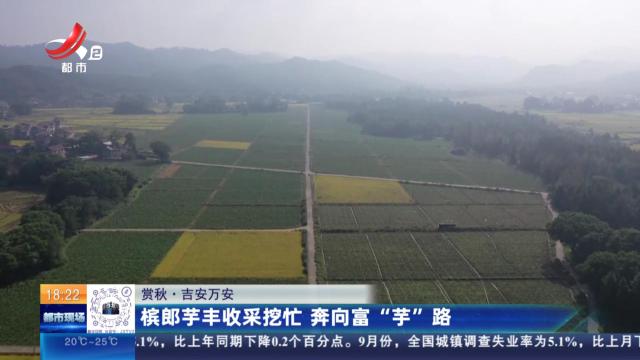 【赏秋】吉安万安：槟郎芋丰收采挖忙 奔向富“芋”路