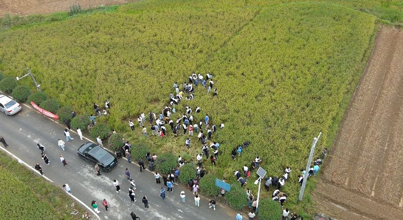 江西湘东：200余名“小农夫”体验秋收“大快乐”
