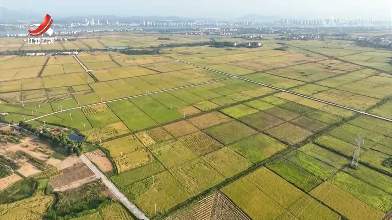 全省晚稻收割过半 粮食有序归仓