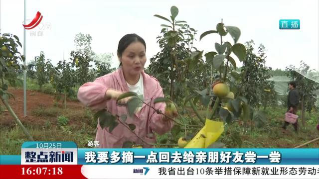 金秋“柿”业正甜蜜