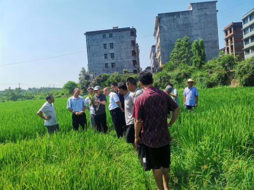 宜春市袁州区三阳镇：“统战＋”赋能乡村振兴