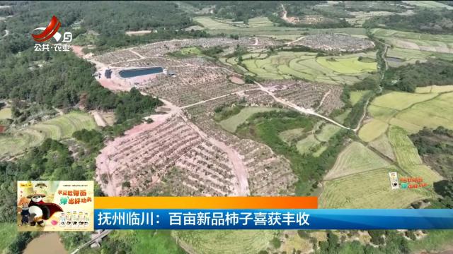 抚州临川：百亩新品柿子喜获丰收