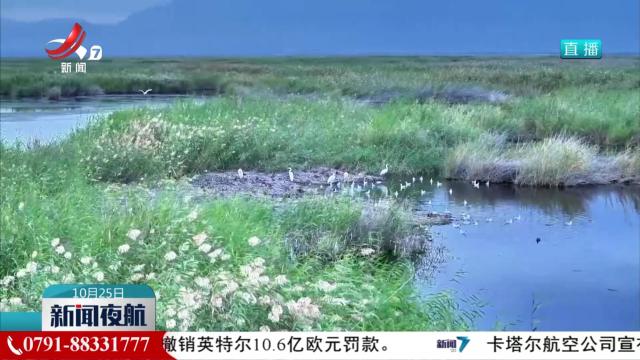 新疆龙驹湿地水草丰茂候鸟归