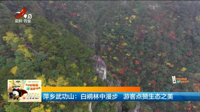 萍乡武功山：白鹇林中漫步 游客点赞生态之美