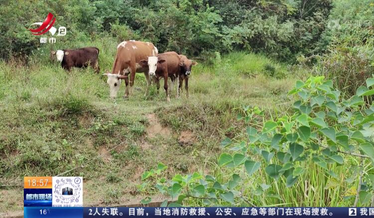 【直面问题纠“四风” 敢作善为抓落实】新余高新区：大片耕地抛荒多年 村民称与上游水库来水不足有关