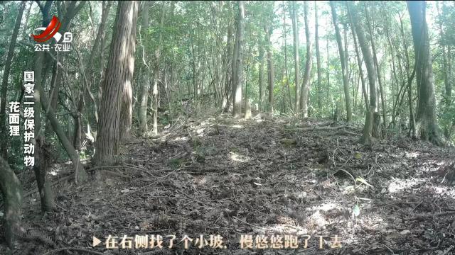 绿野秘踪20241021