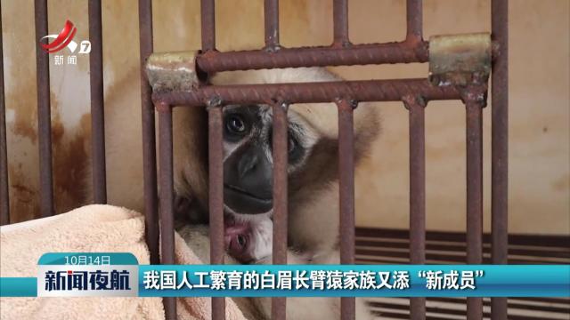 我国人工繁育的白眉长臂猿家族又添“新成员”