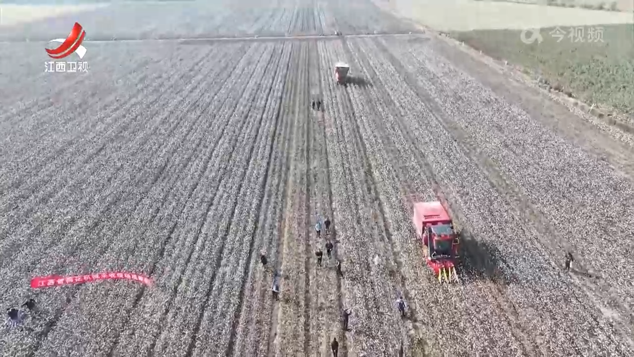 遍地棉白映丰收 江西29万亩棉花进入采摘季