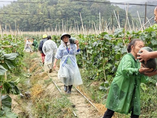 宜春市袁州区南庙镇：田间挂满“胖娃娃” 冬瓜丰收笑哈哈