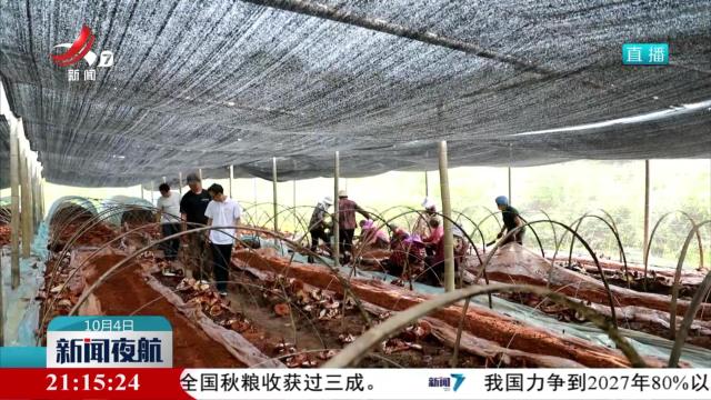 【赣鄱大地喜丰收】有机灵芝撑起乡村“致富伞”